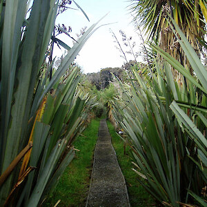 Revegetation of a grass area at the beginning of the track, ten years on. 2006.