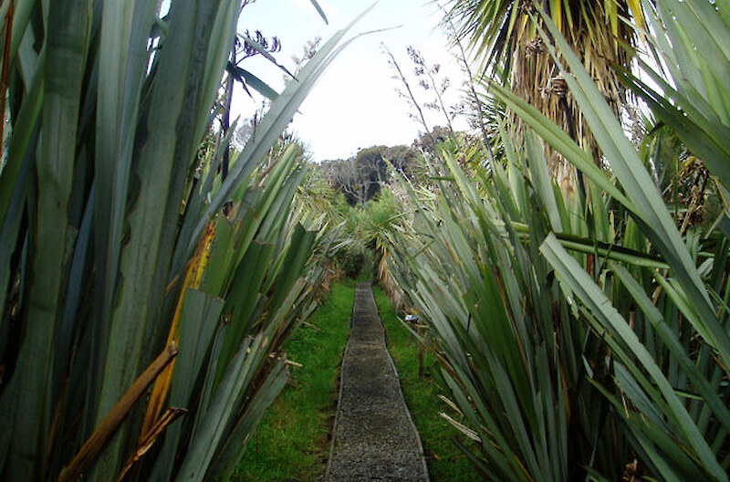 Revegetation of a grass area at the beginning of the track, ten years on. 2006.