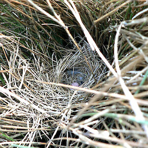 A fernbird nest blown out of the rushes and abandoned. Predators are trapped here, but other factors can mean unsuccessful breeding.