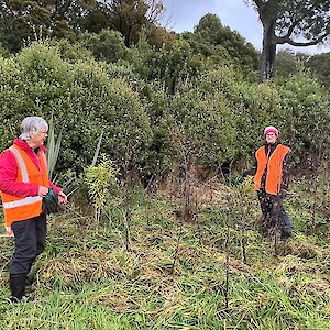 2024 May. The recently reinvigorated Friends of Thomsons Bush group got in to action clearing plantings on a rainy Wednesday.