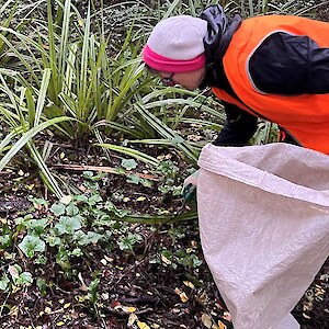 Friends of Thomsons Bush group leader, Judy, clearing ivy from the undergrowth.