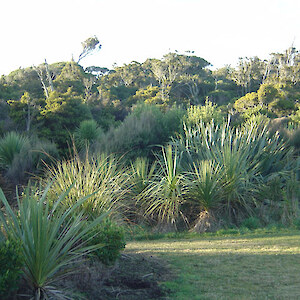 Plantings have been undertaken along the south side, with flax and cabbage tree being the main species used.