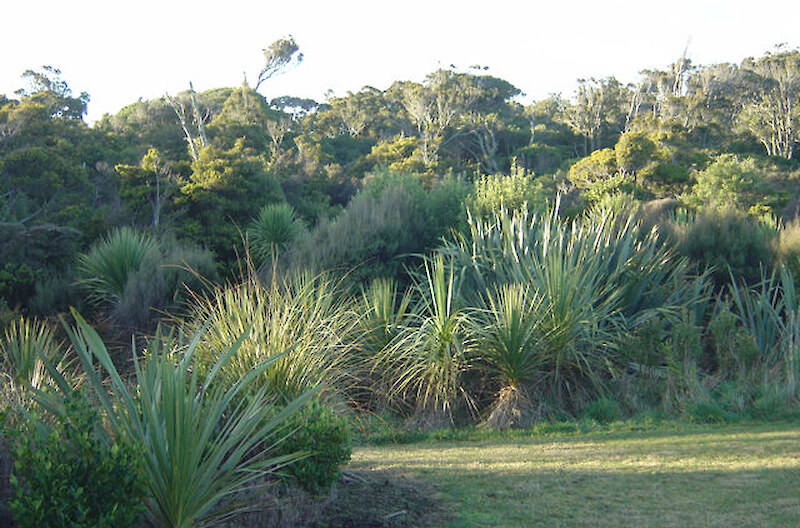 Plantings have been undertaken along the south side, with flax and cabbage tree being the main species used.