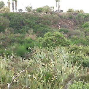 Clearance of barberry by the Biodiversity Southland weed control project contractors has helped slow the gradual spread of this weed through the flax area and beyond.