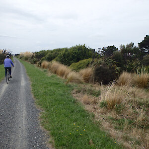 2019 - Plantings becoming well established along track side despite harsh conditions. Pink dye marked area in first photo from opposite direction, Waihopai River on left.