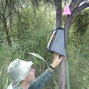 Checking one of the possum traps on the 4km of traplines.