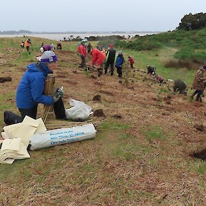 2024 September. The annual Bushy Point Big Planting Day. 1000 plants in on a cold wet day.