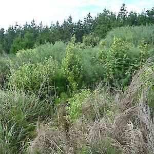 An example of native regeneration beating gorse.