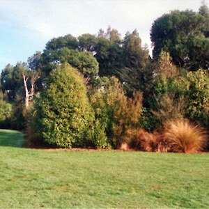 After. 10 years following planting of area in front of tall kahikatea in 'before' photo.