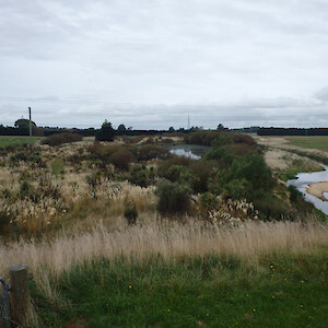 Waihopai Dam restoration plantings, 2019, as seen from top of dam, north side.