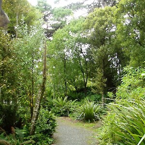 Dr McDonald, the original conservator of Bowmans Bush, gathered native plants from other places in NZ and planted here.