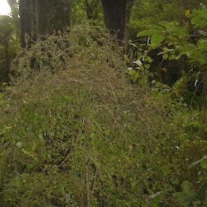 Organic Interceptor trial for Chilean flame creeper control.