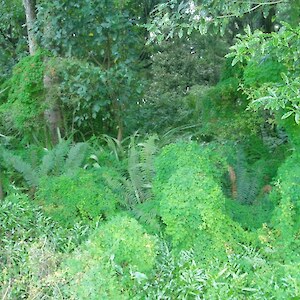 Working bees held each February to remove Chilean flame creeper (Cfc) from understory. Before.