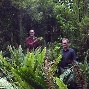 Otatara Landcare Group members , Ray and Colin, at the annual Cfc pull. With denser canopy and persistent clearing, the Cfc is becoming less of a problem. March 2012.