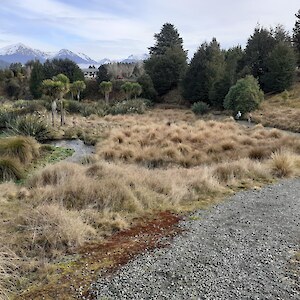 Looking north from start of track. Beech trees 20 year old, other plantings 10 or more years old. July 2022