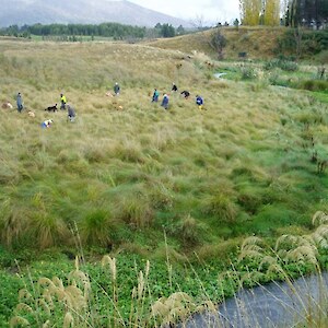 A 2004 Forest and Bird planting session. Most of the flax, toe toe and Carex secta that can be seen are from earlier plantings.