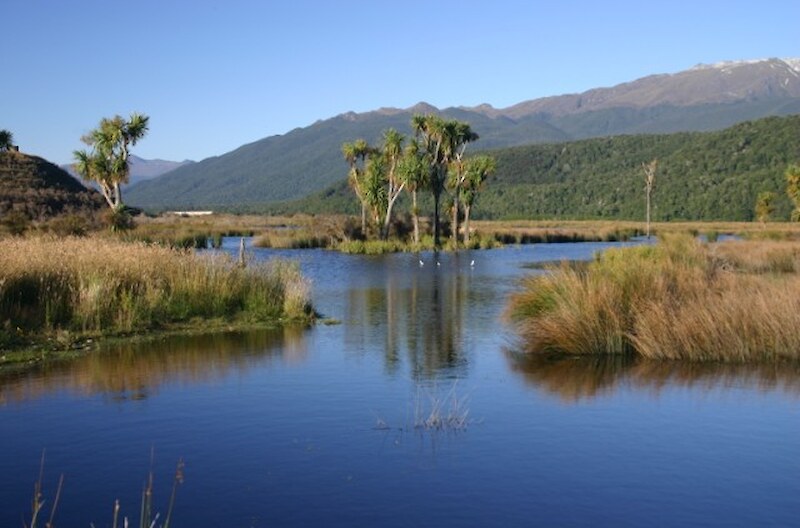 Shallow ponds offer ideal habitat for wading birds like the pied stilt.