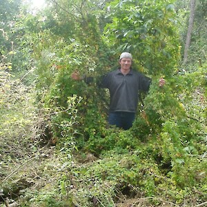 Elderberry was the main target weed, however Chilean flame creeper was also controlled in 2007, 2008.