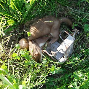 A Fenn trap is a deadly weapon on stoats.