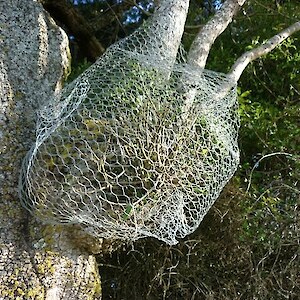 Possums still eating mistletoe, in spite of trapping - netting protection increased.