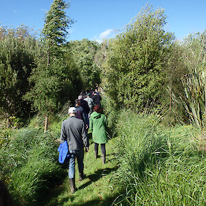 10 years of growth with ribbonwood and kohuhu (Pit. tenuifolium) well established. Ppt 1.