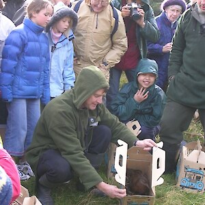 Great excitement for SIRCET supporters as weka are released back into Halfmoon Bay. 2005.