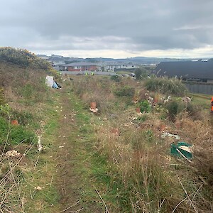 The planting of natives in this area will help suppress gorse regrowth.