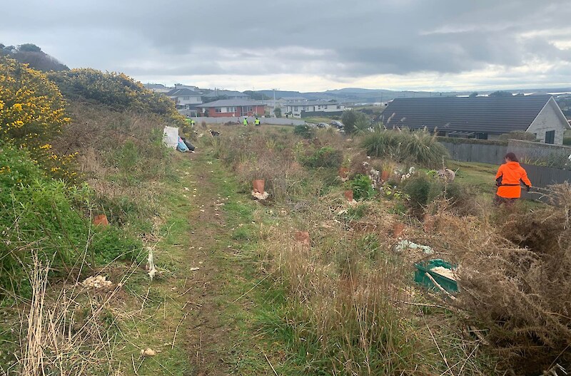 The planting of natives in this area will help suppress gorse regrowth.