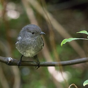 With all the dedicated predator control on Bluff Hill/Motupohue, this enabled the reintroduction of the South Island robin in 2017, with successful breeding in the following summer.