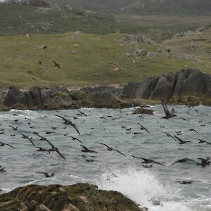 Bluff Hill Titi close inshore at Ocean Beach.