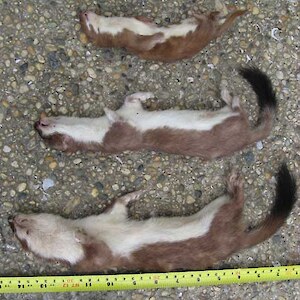 Stoats and weasels ae being caught in similar numbers after one month of trapping. November 2008.