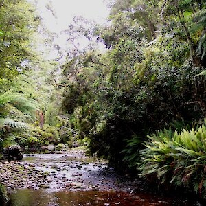 The pristine Wairaurahiri environment. An apparent paradise.