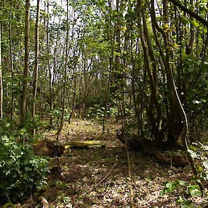 Sycamore is a major problem with thickets covering large areas. Summer 2007.