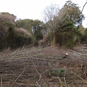 Sycamore were fallen in August 2008 and then mulched.