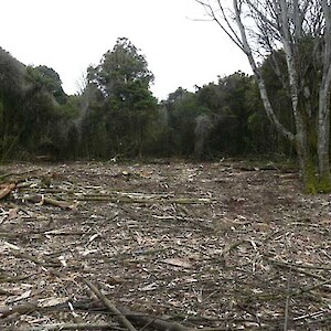 Having been mulched, this area will now be planted in to , a project overseen by the Myross Bush Landcare Group.