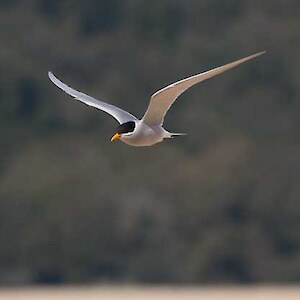 Black fronted tern.