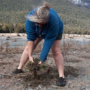 Eglinton weed control.