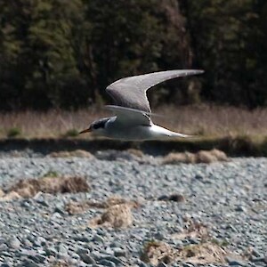 black fronted tern Eglinton.