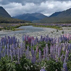 Eglinton Valley those picturesque problem lupins.