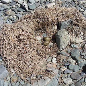 The tern's nest often lies next to some debris, with the two or three eggs being well camouflaged .