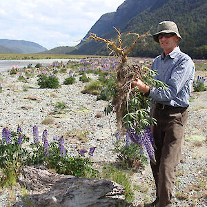 Ron Munro holding up a lupin, a weed in this situation as it degrades the natural breeding ground of the tern.