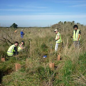 Fonterra Conservation Volunteers plant Coprosma propinqua.