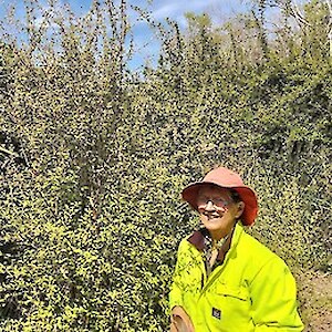 2024 October. Ann Irving stands beside an Olearia hectorii, a threatened species once typically found in floodplains like this wetland.