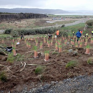 2017 September. Restoration plantings undertaken near the new information centre site.