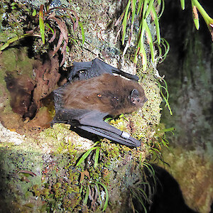 Long-tailed bat – credit Colin O’Donnell