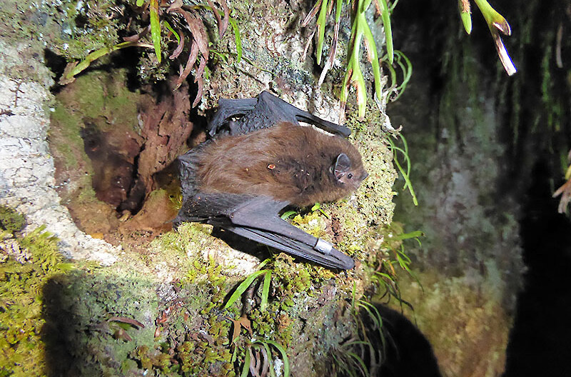 Long-tailed bat – credit Colin O’Donnell