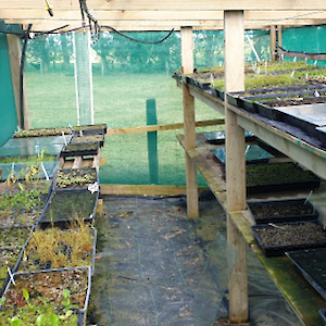 AB Lime has a well equipped native plant nursery. Ecosourced seeds are sown out in early winter and kept in the seedling house until the next spring.