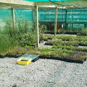 Once seedlings have established they are moved to the shadehouse.