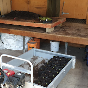 There is good bench space for potting up to be undertaken by a group of people.