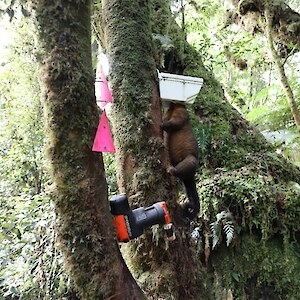 Possum control is also on the agenda, to protect nesting birds eggs and young. Cozette Valley.